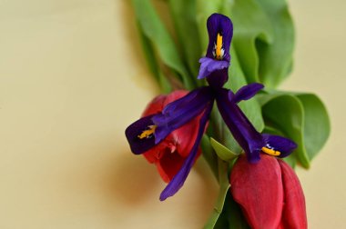 close up of beautifu spring  flowers