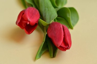 close up of beautifu spring  flowers