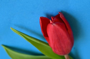 beautiful spring  tulip  flower, close up