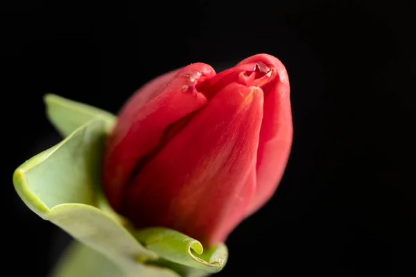 Primer Plano Tulipán Rojo Con Hojas Verdes — Foto de Stock
