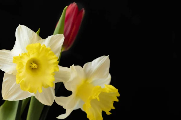 Zbliżenie Pięknej Kompozycji Tulipanem Żonkilami — Zdjęcie stockowe