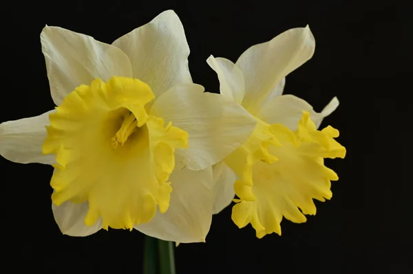 Красивые Нарциссы Весенний Фон — стоковое фото