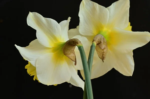 Beautiful Daffodils Spring Background — Stok fotoğraf