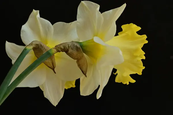 Mooie Narcissen Lente Achtergrond — Stockfoto