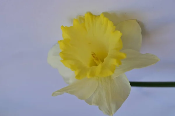 Bright Daffodil Flower Spring — Fotografia de Stock