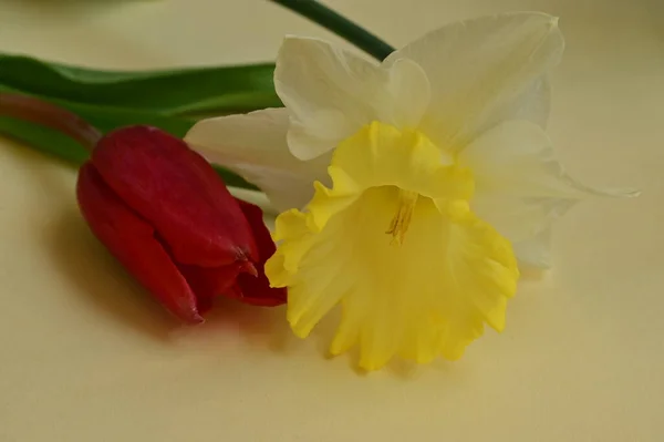 Close Beautiful Composition Tulip Daffodil — ストック写真