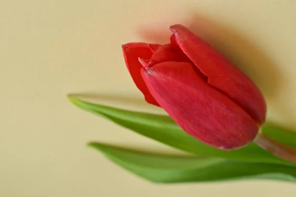 Beautiful Spring Tulip Flower Close — Stockfoto