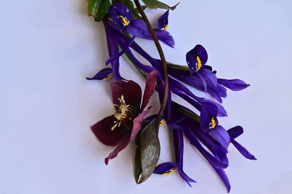 Aproape Flori Frumoase Violet Fundal Alb — Fotografie, imagine de stoc