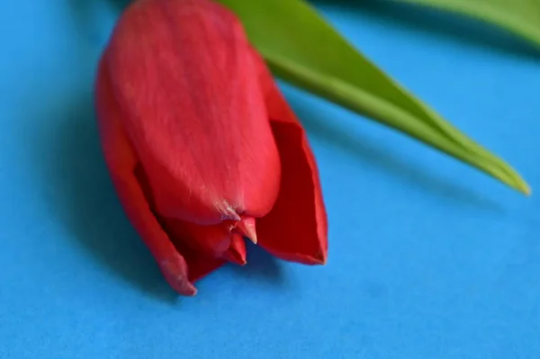 Beautiful Spring Tulip Flower Close — Stock Photo, Image