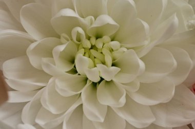 beautiful spring  flower, close up