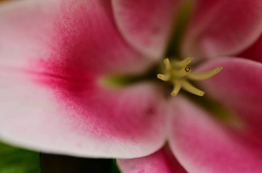  beautiful bright lily flower, close up
