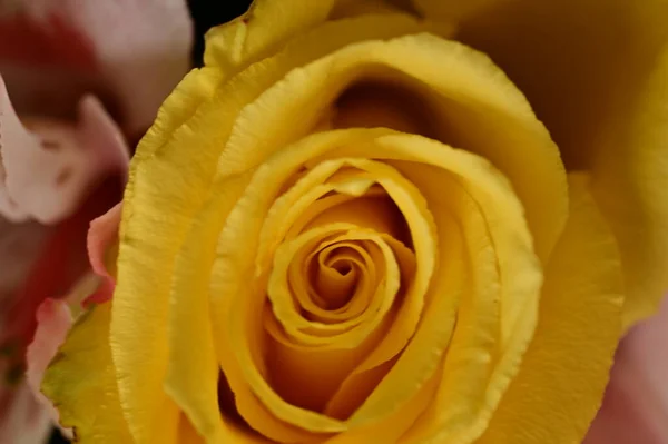Bright Rose Flower Spring — Foto Stock