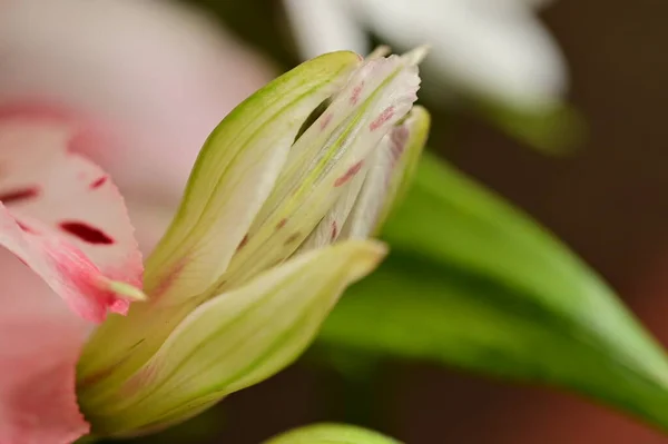 Beautiful Spring Flower Close — Fotografia de Stock