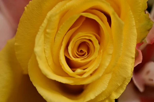 Schöne Gelbe Rose Nahsicht — Stockfoto