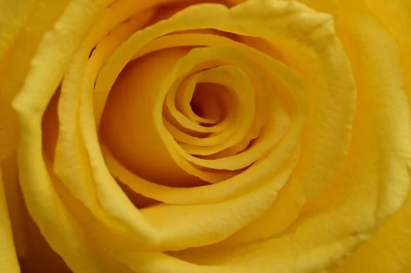 Красивая Желтая Роза Крупный План — стоковое фото