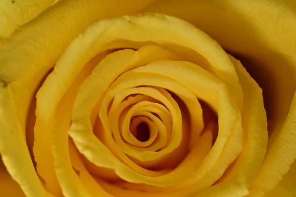 Schöne Gelbe Rose Nahsicht — Stockfoto