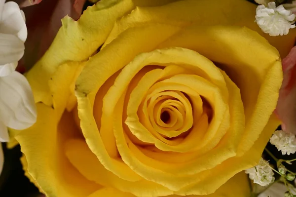 ดอกก หลาบส เหล องท สวยงาม มมองใกล — ภาพถ่ายสต็อก
