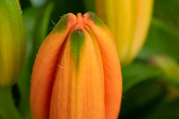 Beautiful Bright Lily Flower Close — Stok fotoğraf