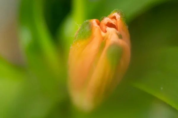 Güzel Parlak Zambak Çiçeği Kapat — Stok fotoğraf