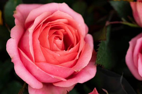 Bright Rose Flower Spring — Foto de Stock