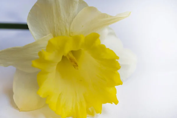 Яркий Цветок Нарцисса Весна — стоковое фото