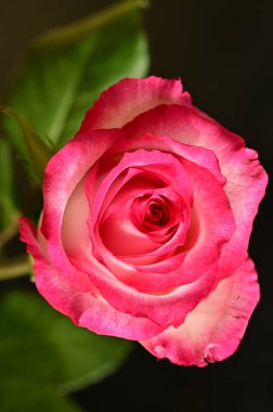 Siyah arka planda güzel pembe bir gül