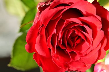 bright rose flower, spring 