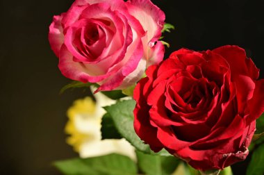 Bahçedeki güzel güller 