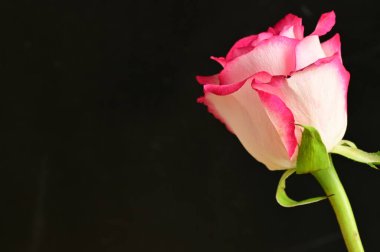 Siyah arka planda güzel pembe bir gül