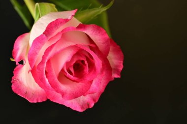 Siyah arka planda güzel pembe bir gül