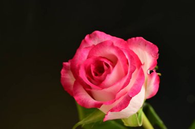 Siyah arka planda güzel pembe bir gül