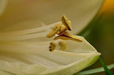 bright lily flower, spring 