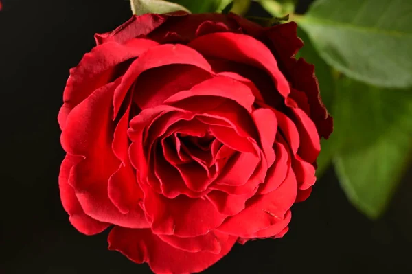 Bright Rose Flower Spring — Zdjęcie stockowe