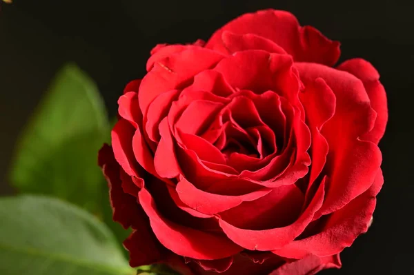 Bright Rose Flower Spring — 스톡 사진