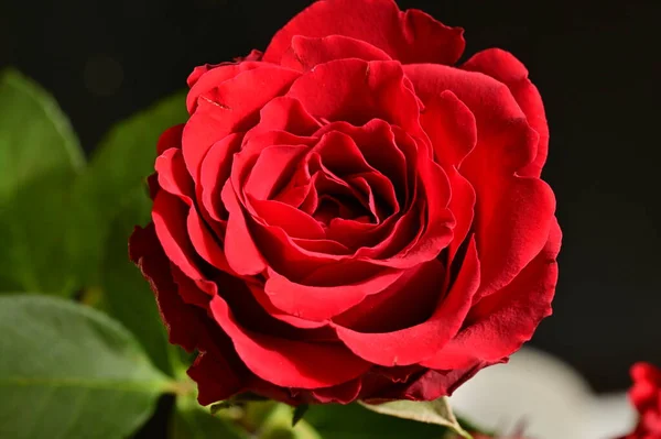 stock image bright rose flower, spring 