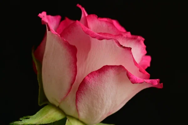 Mawar Merah Muda Yang Indah Latar Belakang Hitam — Stok Foto