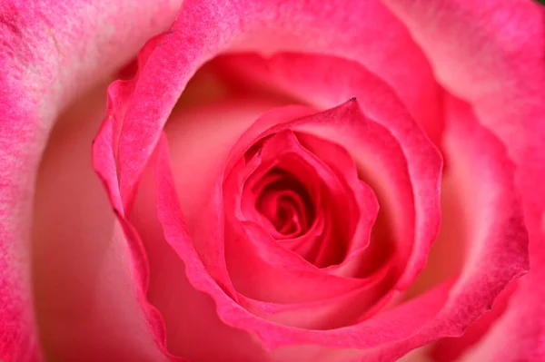 Яркий Розовый Цветок Весна — стоковое фото