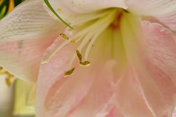 Jasny Kwiat Lilii Wiosna — Zdjęcie stockowe