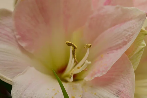 Jasny Kwiat Lilii Wiosna — Zdjęcie stockowe