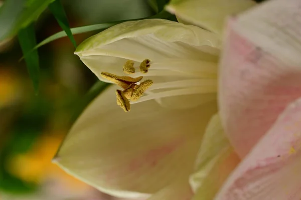 Flor Lirio Brillante Primavera —  Fotos de Stock
