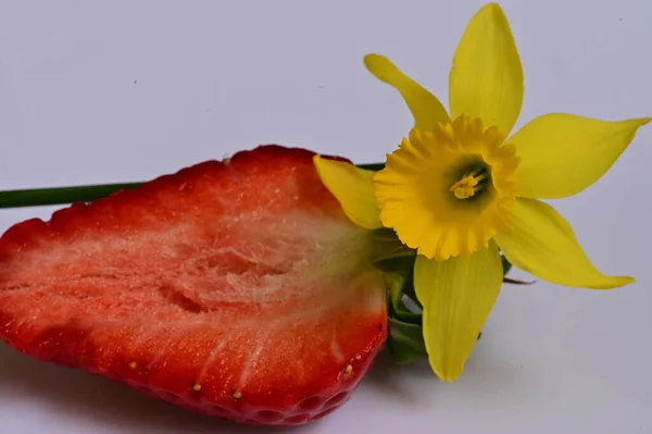 Bright Daffodil Flower Strawberry — Foto de Stock