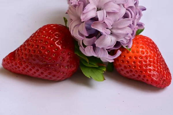 Leuchtende Blume Und Frische Erdbeeren — Stockfoto