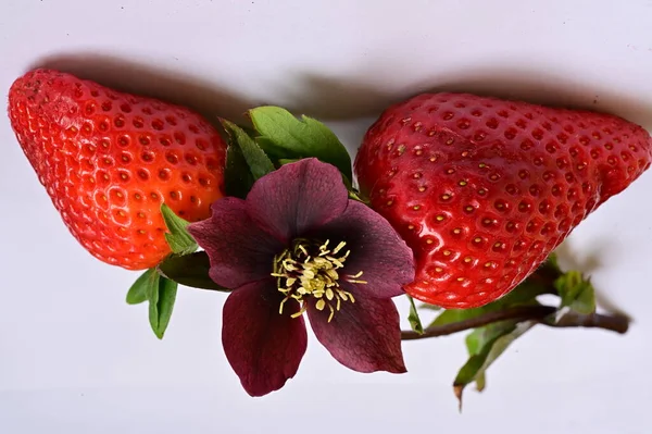 Leuchtende Blume Und Frische Erdbeeren — Stockfoto