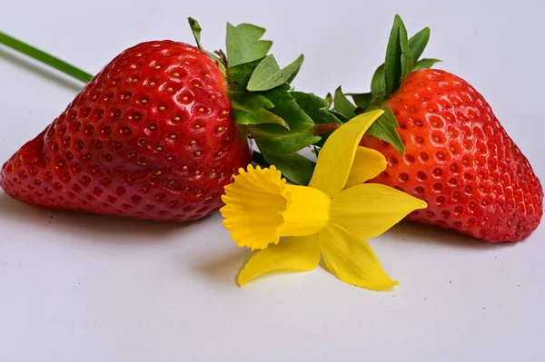 Helle Narzissenblüte Und Erdbeeren — Stockfoto