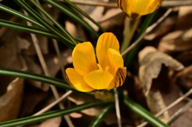 close-up of the beautiful crocus flowers in garden 