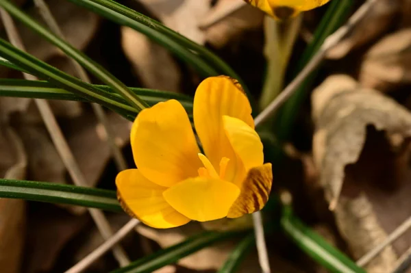 Vacker Krokus Blomma Närbild — Stockfoto