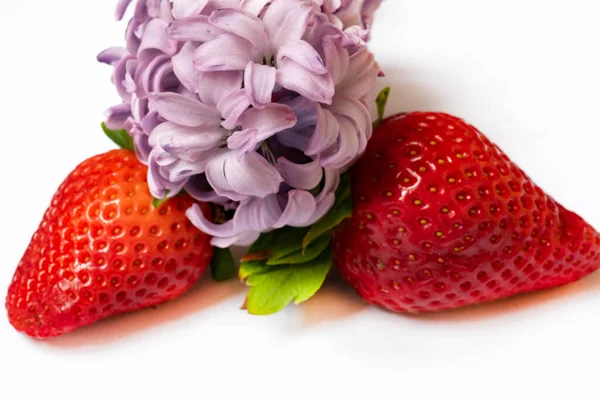 Helle Blume Und Erdbeeren Isoliert Auf Weiß — Stockfoto