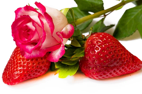 Flor Rosa Brillante Fresas —  Fotos de Stock