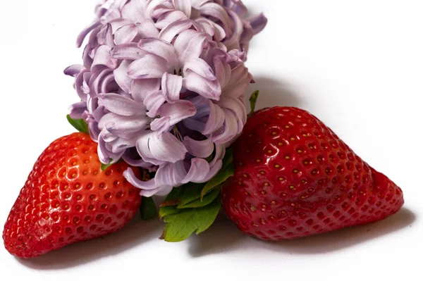 Helle Blume Und Erdbeeren Isoliert Auf Weiß — Stockfoto