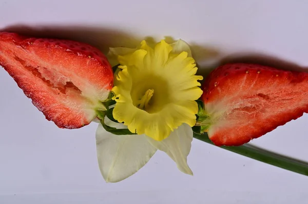 Bright Daffodil Flower Strawberries — Foto de Stock
